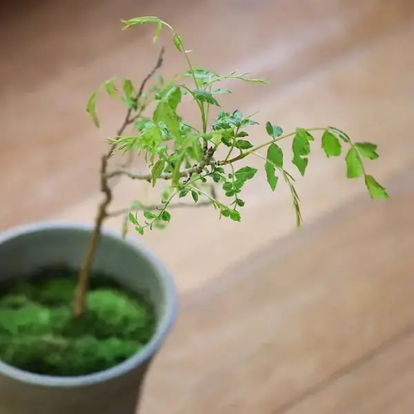 お茶花・山野草オンラインショップ