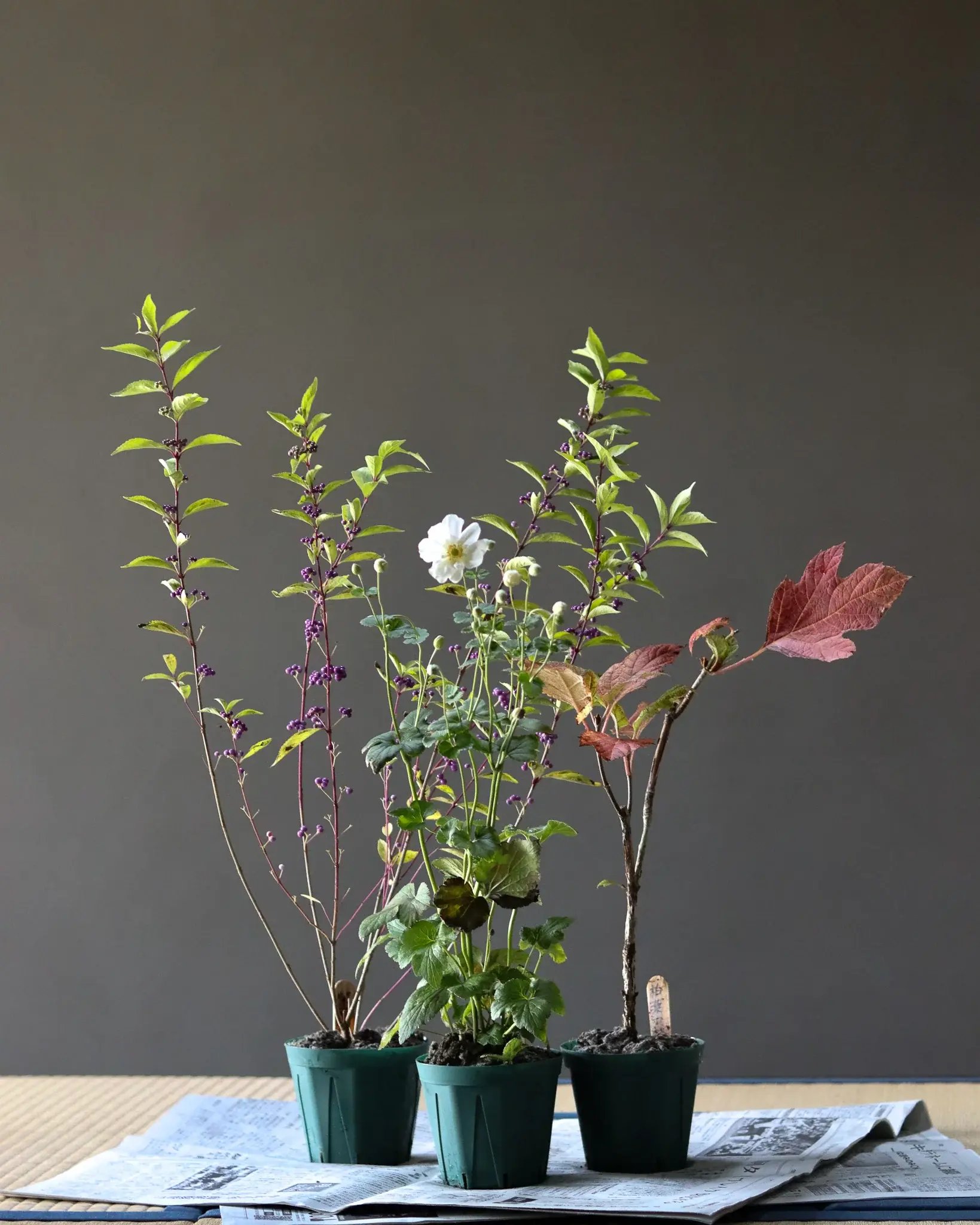 季節のお茶花・定期便